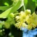 Health Benefits of Lime Flower