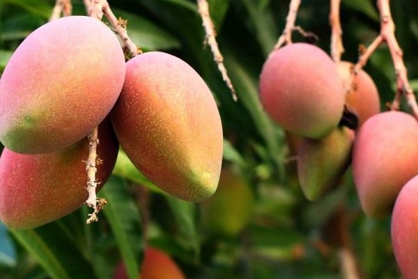 Health benefits of Magnifera