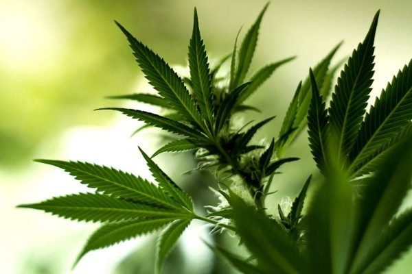 Health Benefits of Marijuana