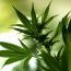 Health Benefits of Marijuana
