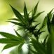 Health Benefits of Marijuana