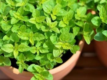 Health Benefits of Marjoram