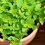 Health Benefits of Marjoram