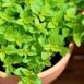 Health Benefits of Marjoram
