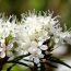 Health Benefits of Marsh Labrador Tea