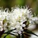 Health Benefits of Marsh Labrador Tea