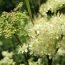 Health Benefits of Meadowsweet