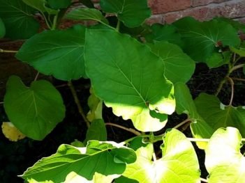 Health Benefits of Mexican Pepper leaf