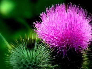 Health Benefits of Milk Thistle