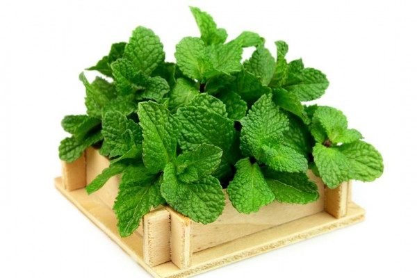 Health Benefits of Mint