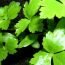 Health Benefits of Mitsuba
