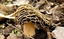 Health Benefits of Morel Mushrooms