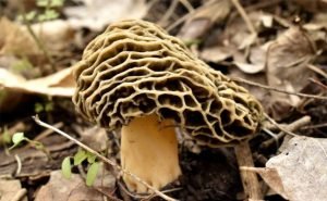 Health Benefits of Morel Mushrooms