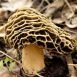 Health Benefits of Morel Mushrooms