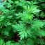 Health Benefits of Mugwort