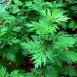Health Benefits of Mugwort