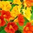 Health Benefits of Nasturtium