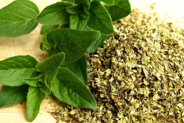 Health Benefits of Oregano