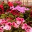 Health Benefits of Pelargonium