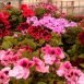 Health Benefits of Pelargonium