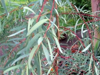 Health Benefits of Peppermint Gum Leaf