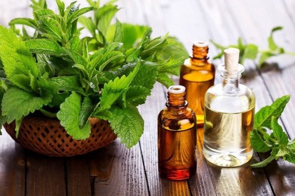 Health Benefits of Peppermint Oil Health Benefits of Peppermint Oil