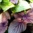Health Benefits of Perilla