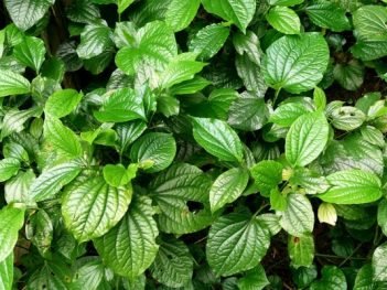 Health Benefits of Piper Sarmentosum