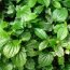 Health Benefits of Piper Sarmentosum