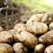 Health Benefits of Potato