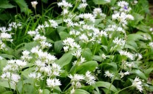 Health Benefits of Ramsons