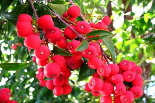 Health Benefits of Riberry