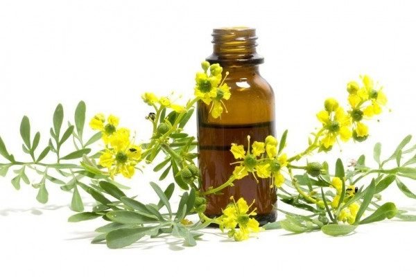 Health Benefits of Rue