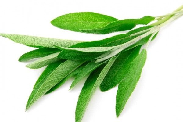 Health Benefits of Sage