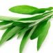 Health Benefits of Sage