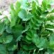 Health Benefits of Salad Burnet