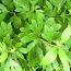 Health Benefits of Sassafras