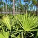 Health Benefits of Saw Palmetto