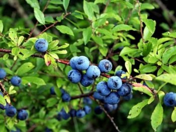 Health Benefits of Sloe Berries