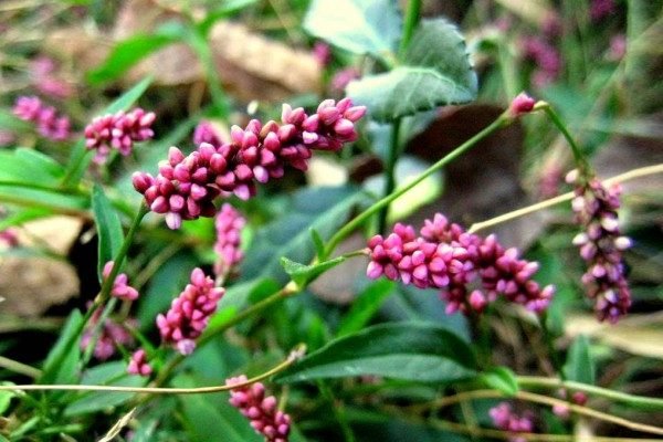 Health Benefits of Smart Weed