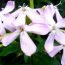 Health Benefits of Soapwort