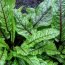 Health Benefits of Sorrel
