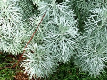 Health Benefits of Southernwood