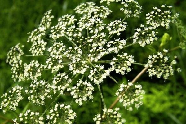 Health Benefits of Spikenard Health Benefits of Spikenard