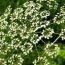 Health Benefits of Spikenard