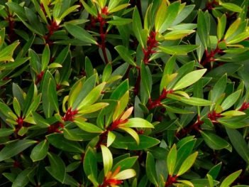 Health Benefits of Tasmanian Pepper