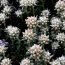 Health Benefits of Teucrium Polium