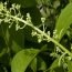 Health Benefits of Thunder God Vine
