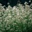 Health Benefits of Valerian