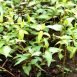 Health Benefits of Vietnamese Coriander